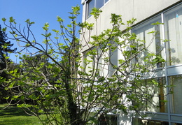 BU Sciences