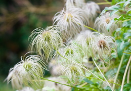 Sentier Botanique